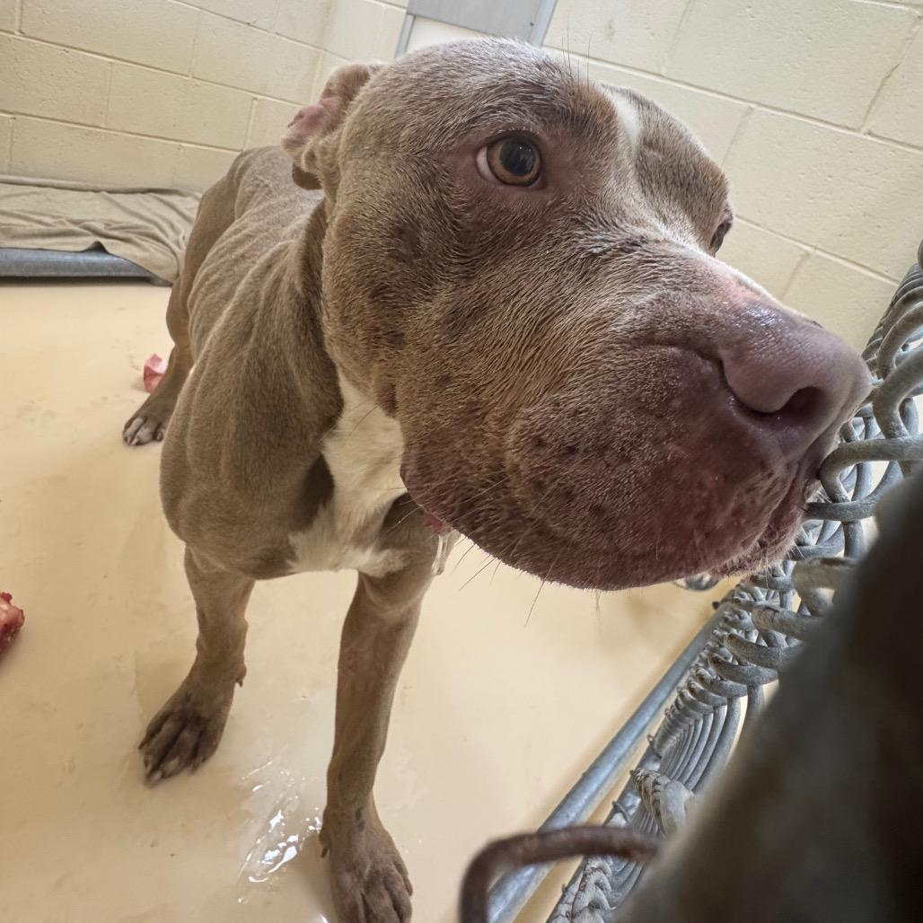 Enlarge Bingo, a Adoptable Mixed Breed in Winston-Salem, NC image 3/6