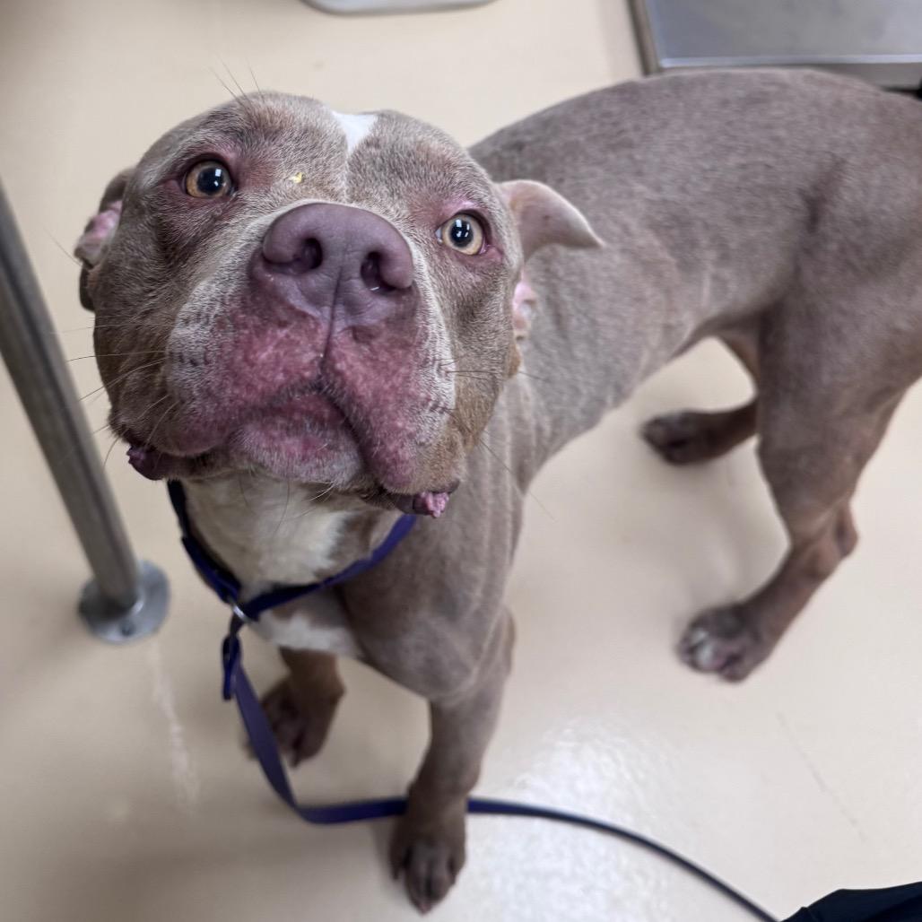 Enlarge Bingo, a Adoptable Mixed Breed in Winston-Salem, NC image 4/6