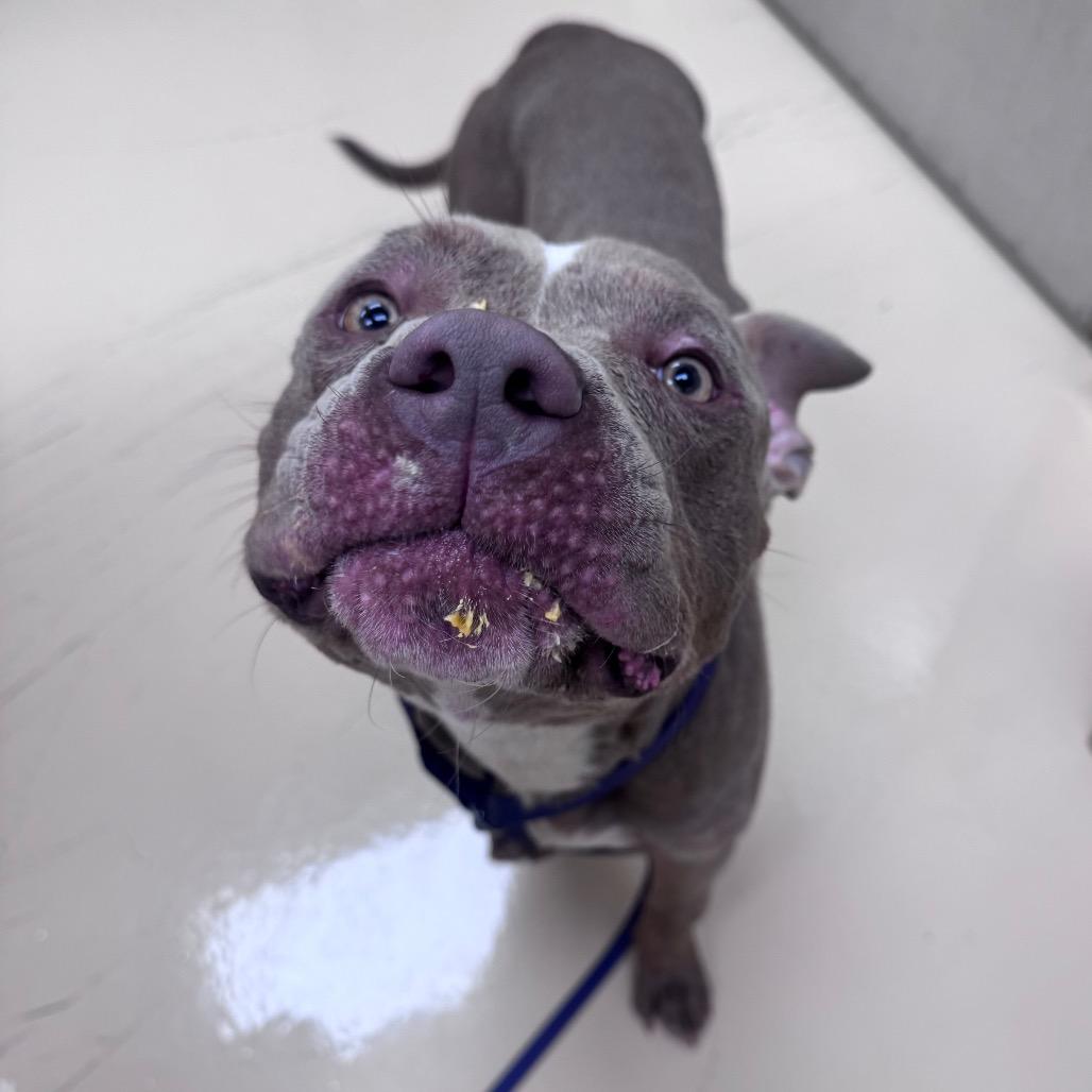 Enlarge Bingo, a Adoptable Mixed Breed in Winston-Salem, NC image 5/6