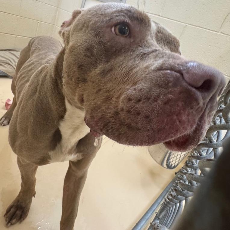 Enlarge Bingo, a Adoptable Mixed Breed in Winston-Salem, NC image 6/6