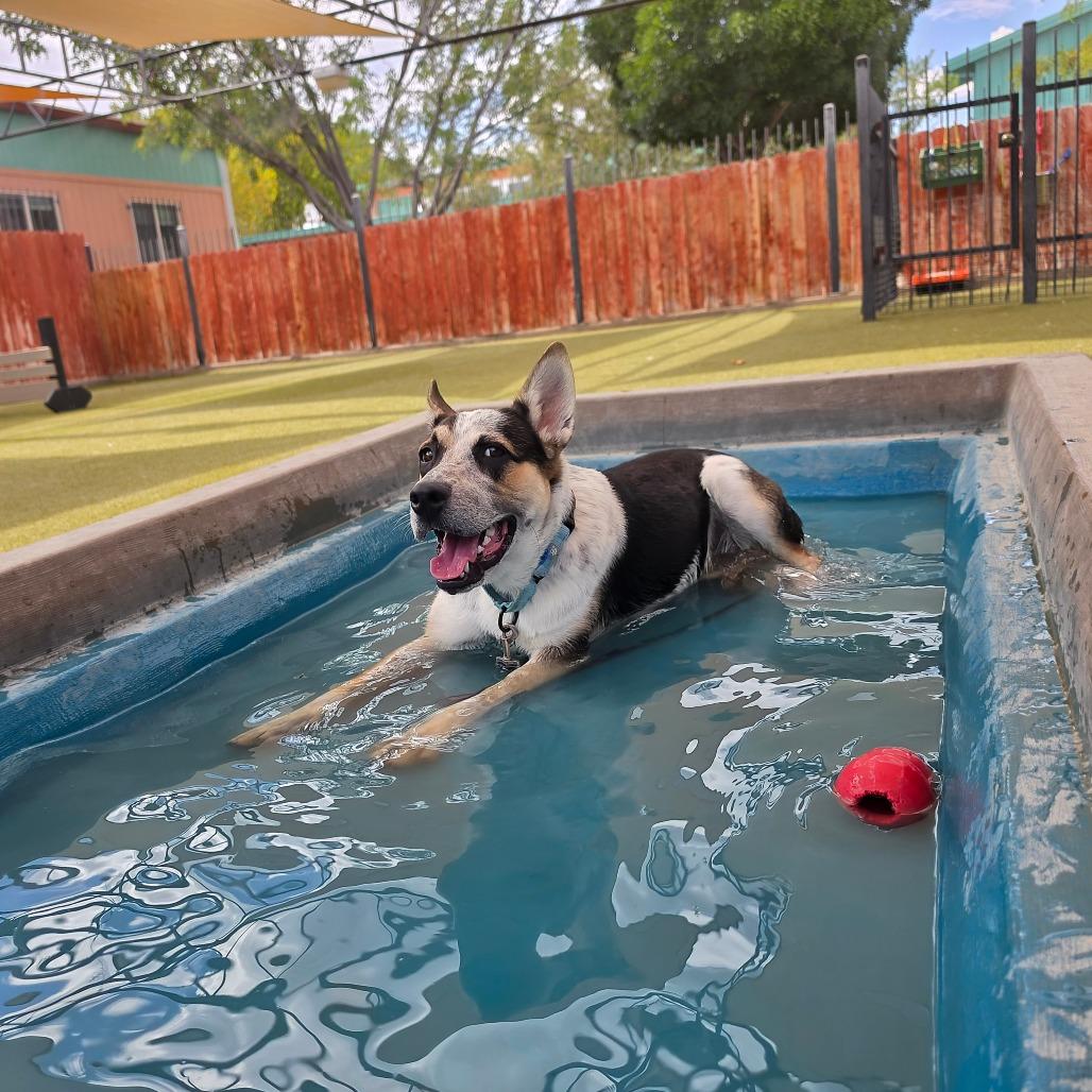 Alfred, a Adoptable mixed breed in Albuquerque, NM image 1/6