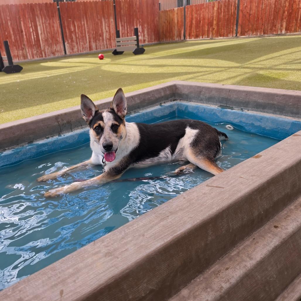 Alfred, a Adoptable mixed breed in Albuquerque, NM image 2/6