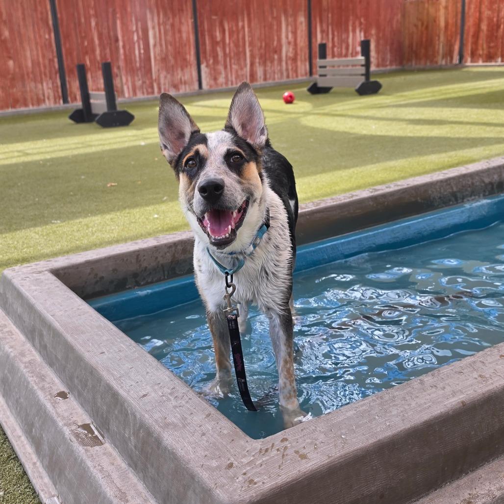 Alfred, a Adoptable mixed breed in Albuquerque, NM image 3/6