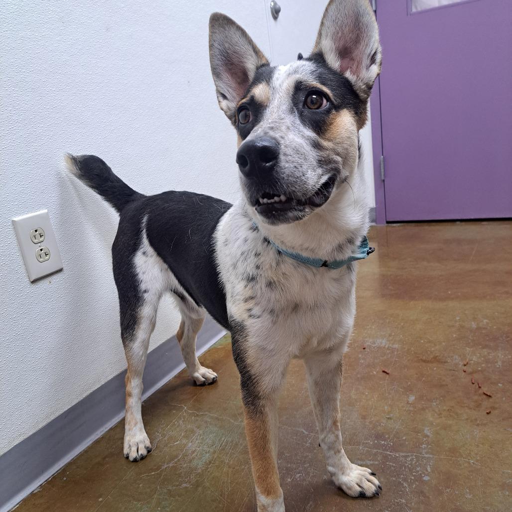 Alfred, a Adoptable mixed breed in Albuquerque, NM image 4/6