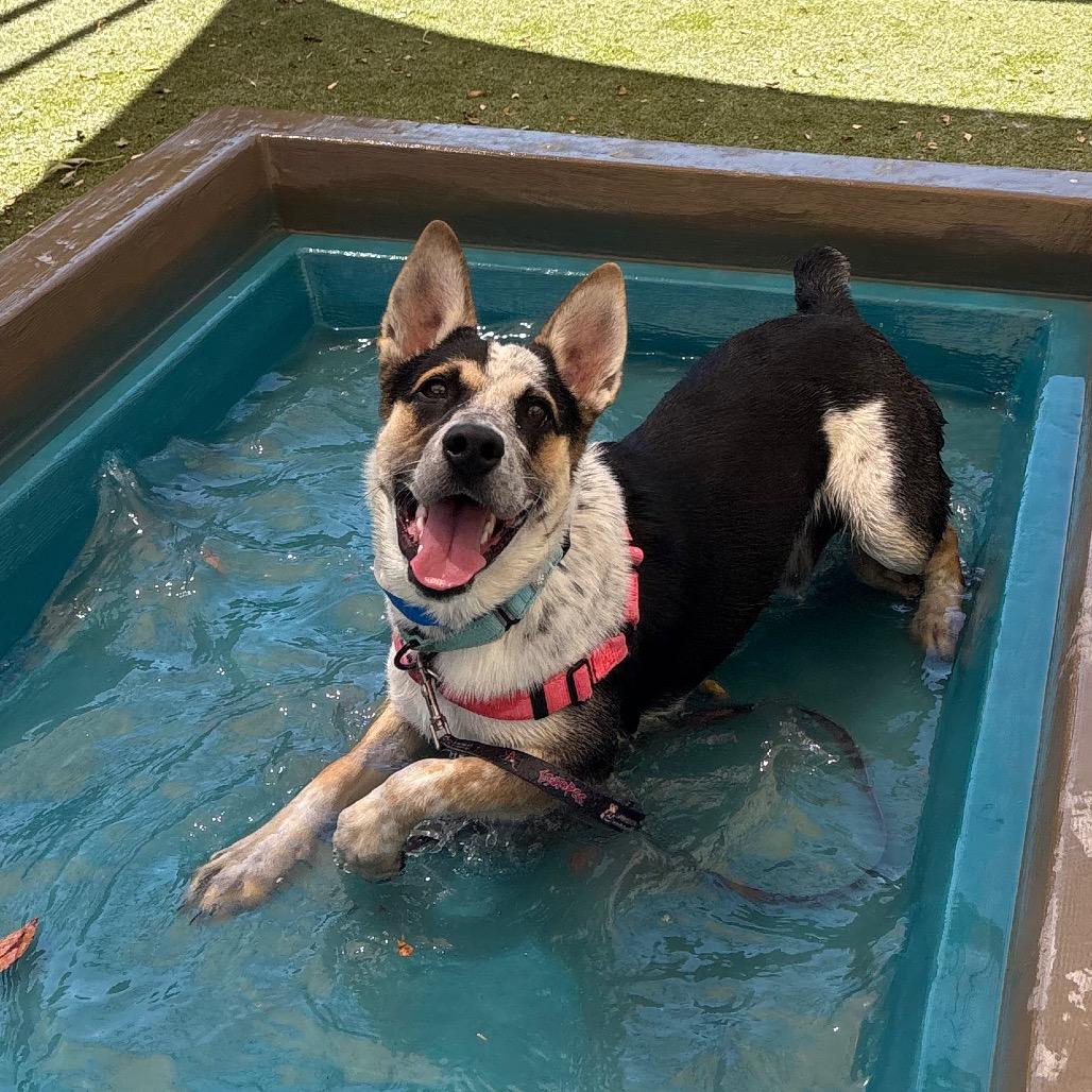 Alfred, a Adoptable mixed breed in Albuquerque, NM image 5/6