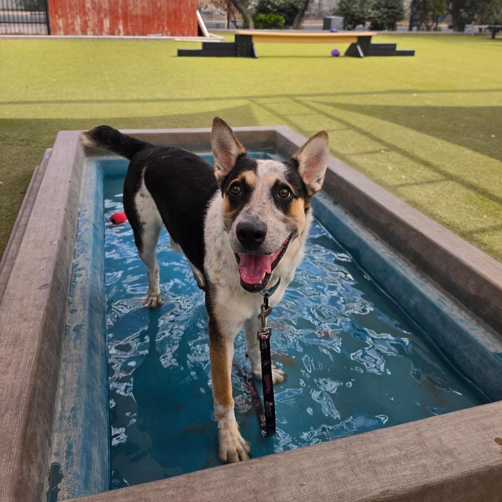 Alfred, a Adoptable mixed breed in Albuquerque, NM image 6/6