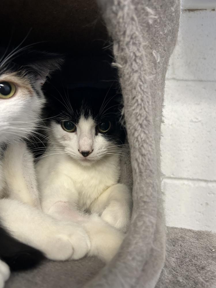 Enlarge Reba, a Adoptable Domestic Short Hair in Ontario, CA image 1/2