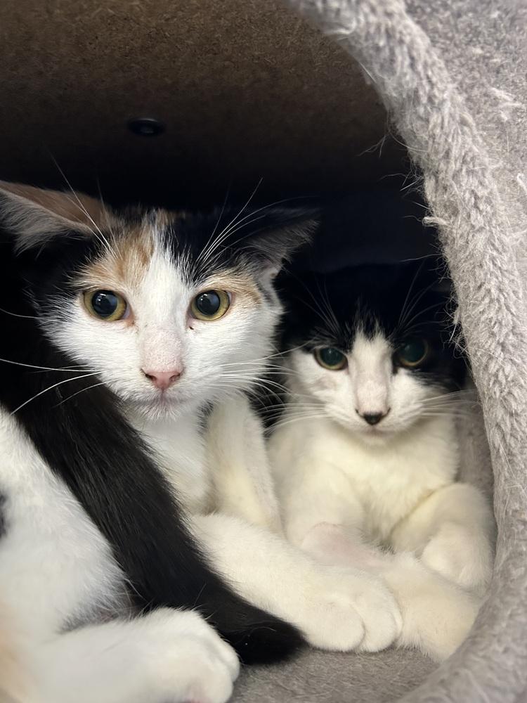 Reba, Adoptable, Young Female Domestic Short Hair.