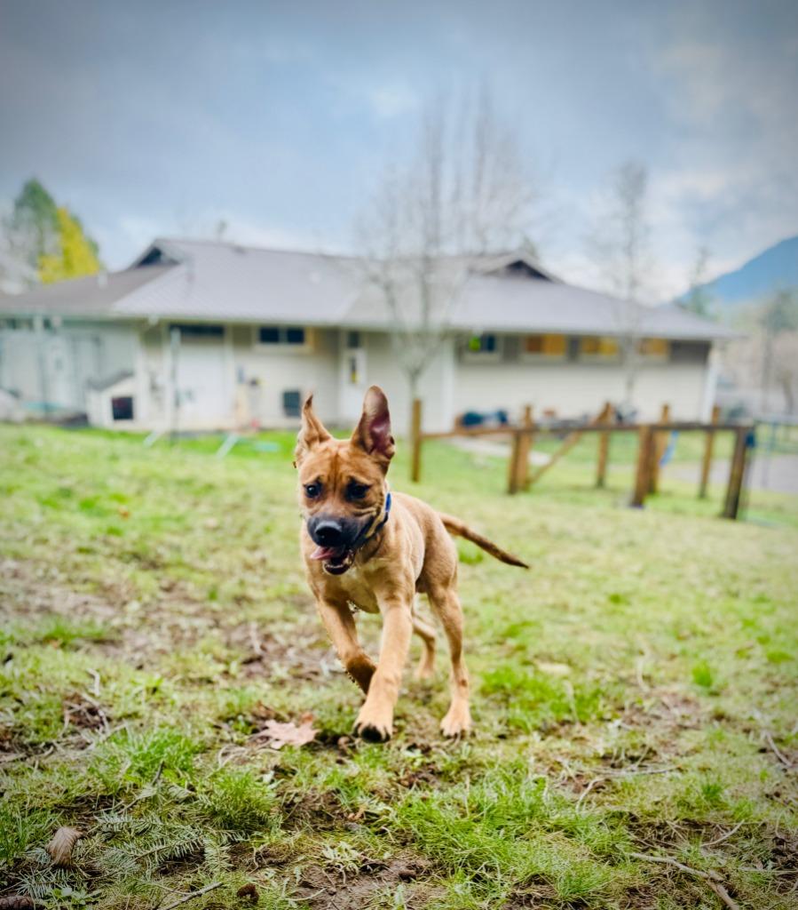 Enlarge Buddy, a Adoptable mixed breed in Eastsound, WA image 1/6