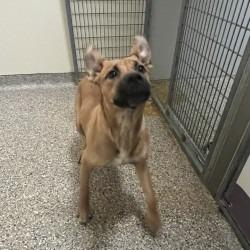 Buddy, Adoptable, Puppy Male Cattle Dog & Shepherd.
