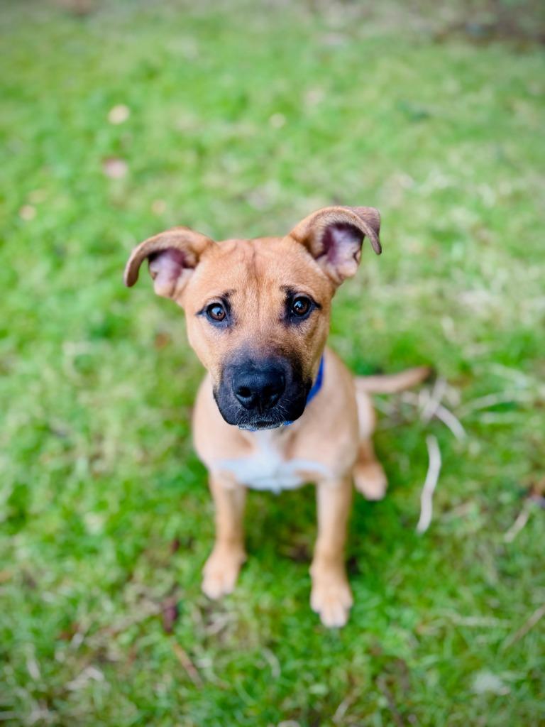 Enlarge Buddy, a Adoptable mixed breed in Eastsound, WA image 3/6