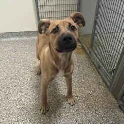 Enlarge Buddy, a Adoptable mixed breed in Eastsound, WA image 4/6