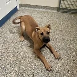 Enlarge Buddy, a Adoptable mixed breed in Eastsound, WA image 3/3