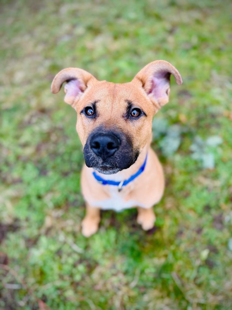 Enlarge Buddy, a Adoptable mixed breed in Eastsound, WA image 5/6