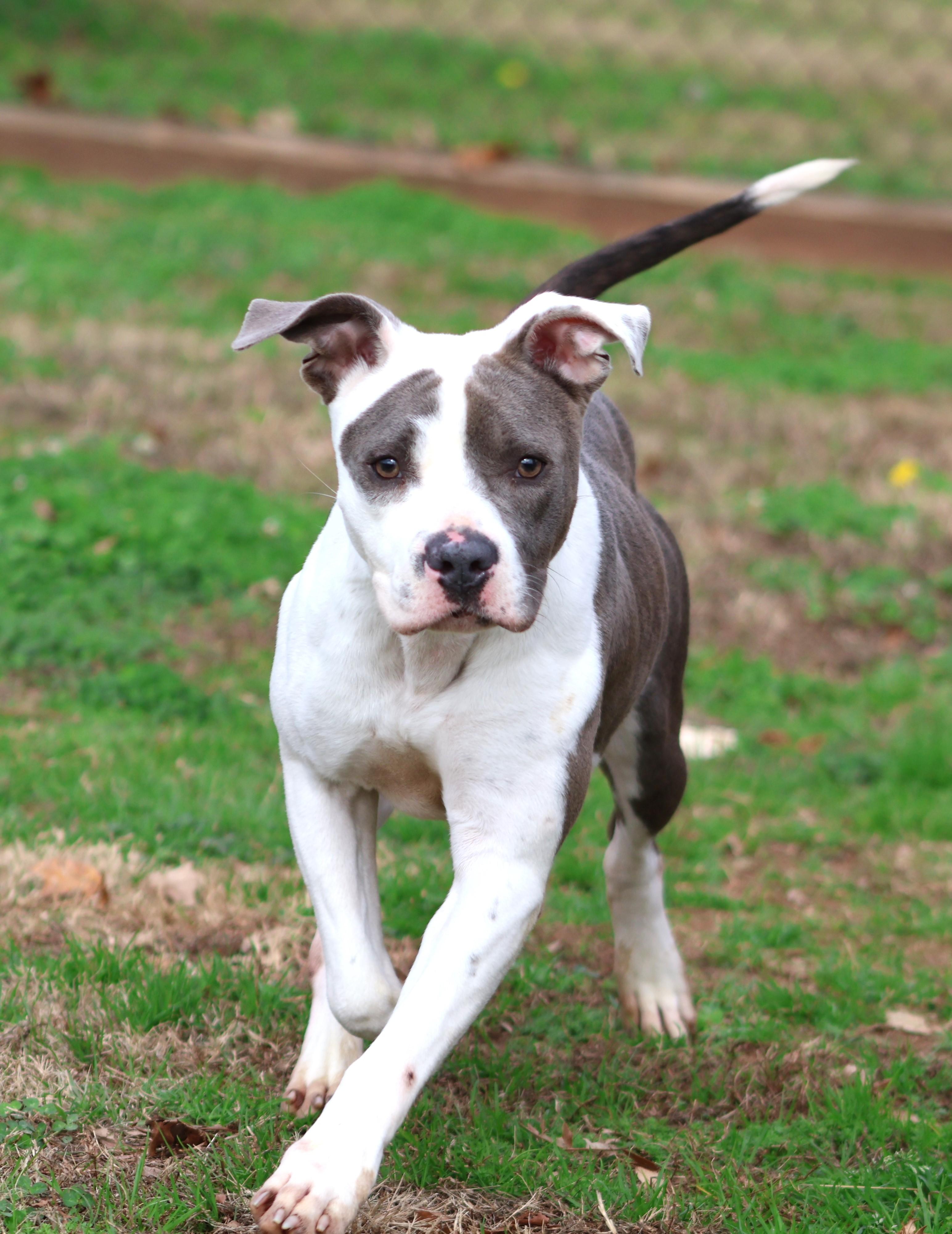 ELIZA, Adoptable, Adult Female Staffordshire Bull Terrier & Mixed Breed.