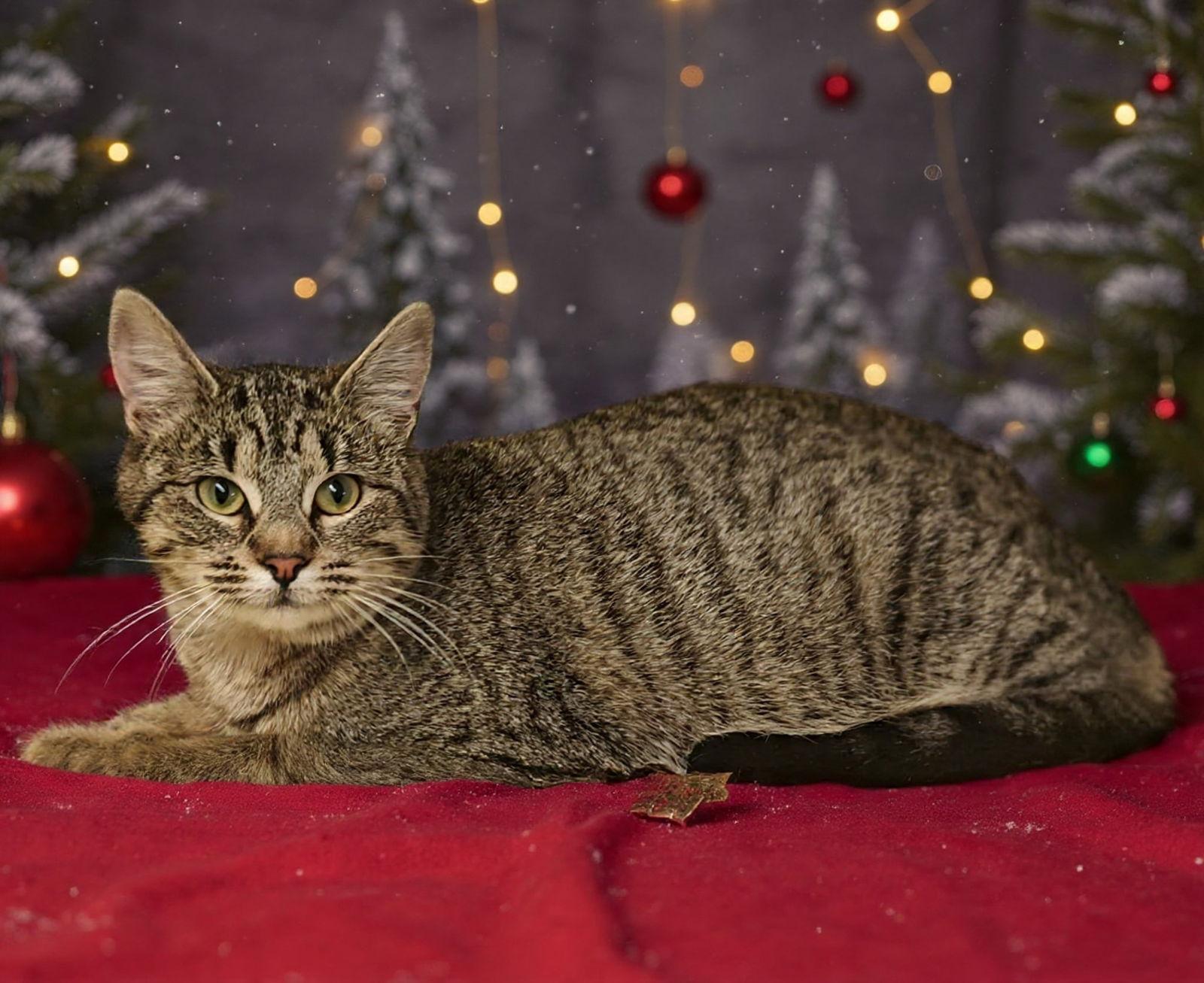 Enlarge Lucy 25/834, a Adoptable Domestic Short Hair in Talladega, AL image 1/3