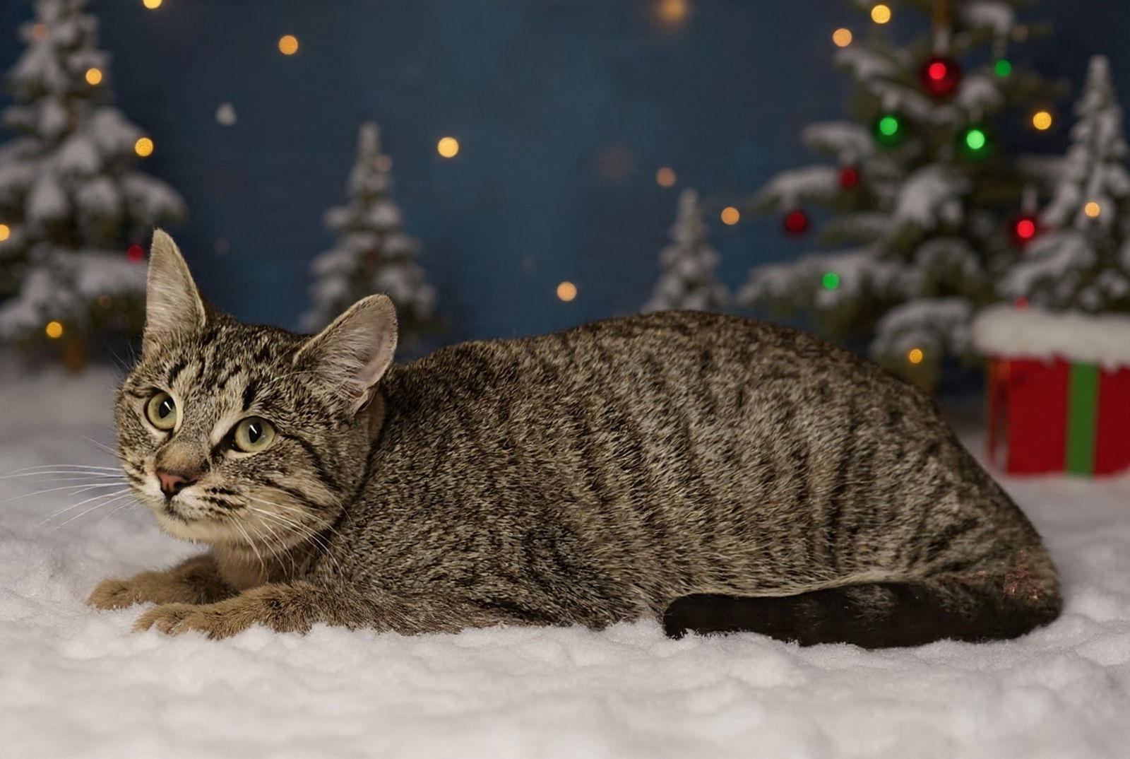 Enlarge Lucy 25/834, a Adoptable Domestic Short Hair in Talladega, AL image 2/3