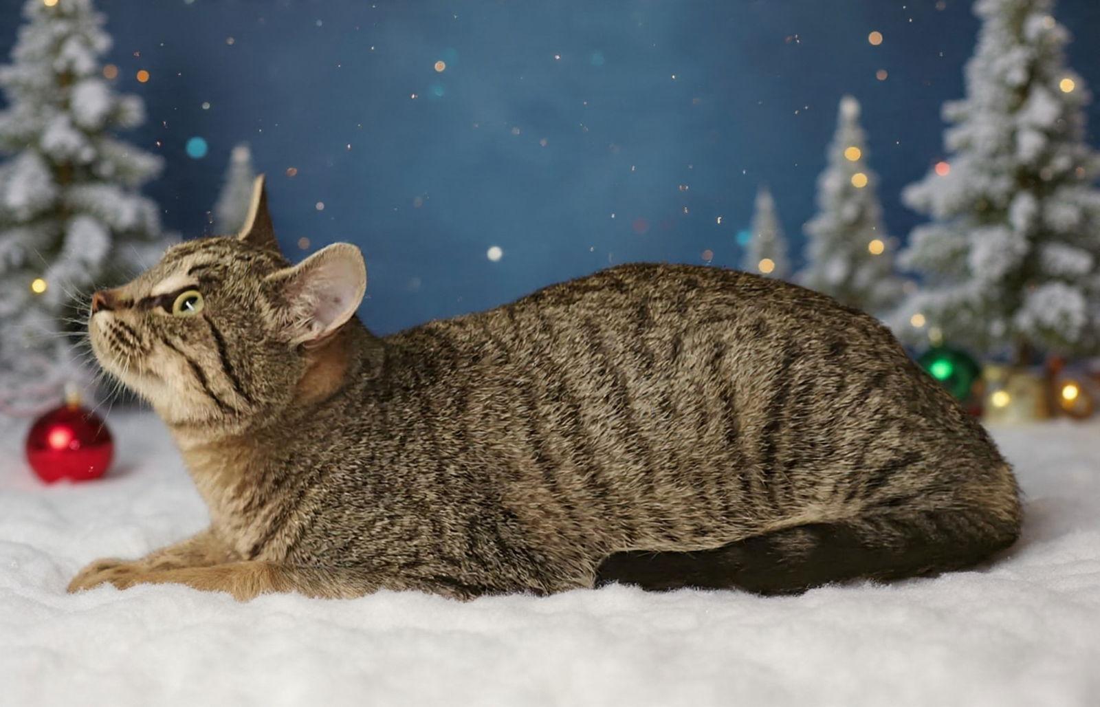 Enlarge Lucy 25/834, a Adoptable Domestic Short Hair in Talladega, AL image 3/3