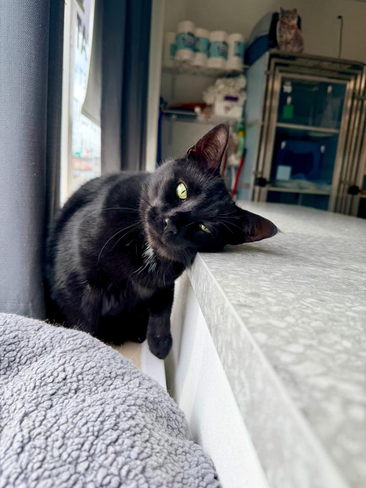 Tilly, a Adoptable mixed breed in Milltown, NJ image 1/5