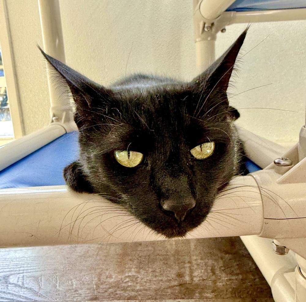 Enlarge Tilly, a Adoptable mixed breed in Milltown, NJ image 1/5