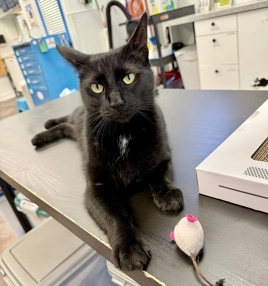 Enlarge Tilly, a Adoptable mixed breed in Milltown, NJ image 2/5