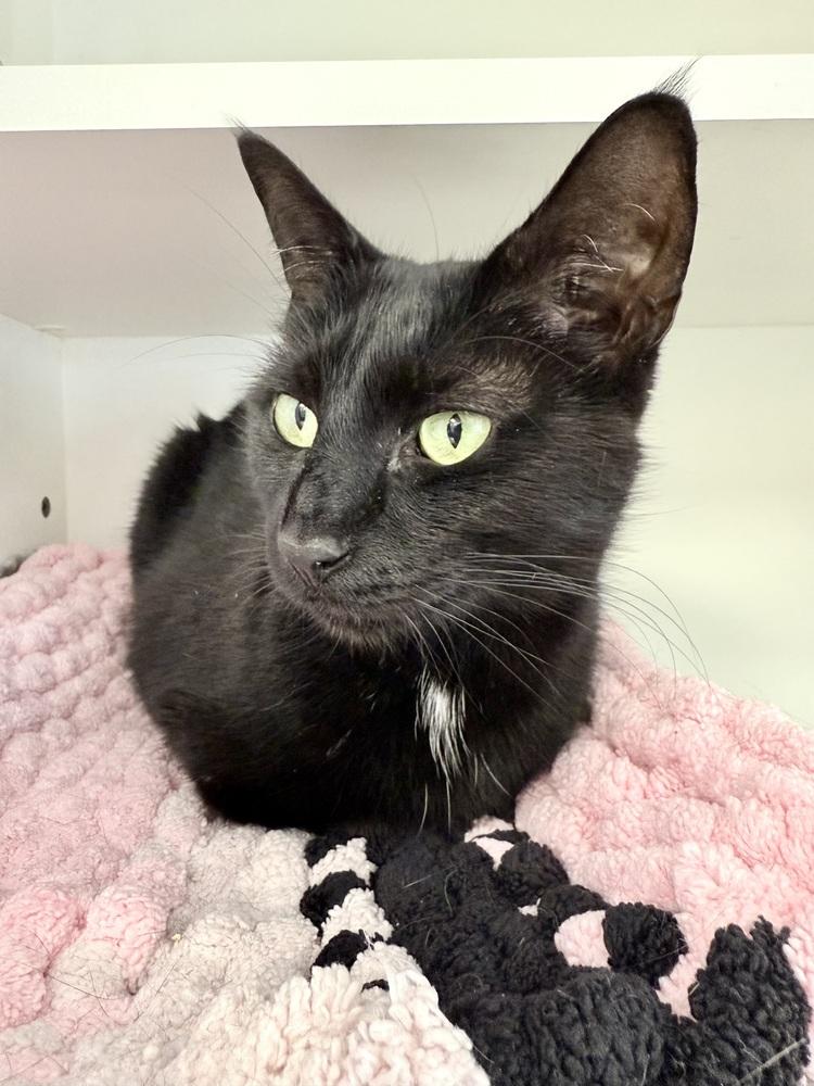 Enlarge Tilly, a Adoptable mixed breed in Milltown, NJ image 3/5