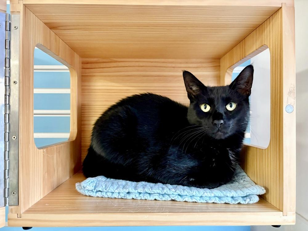 Enlarge Tilly, a Adoptable mixed breed in Milltown, NJ image 4/5