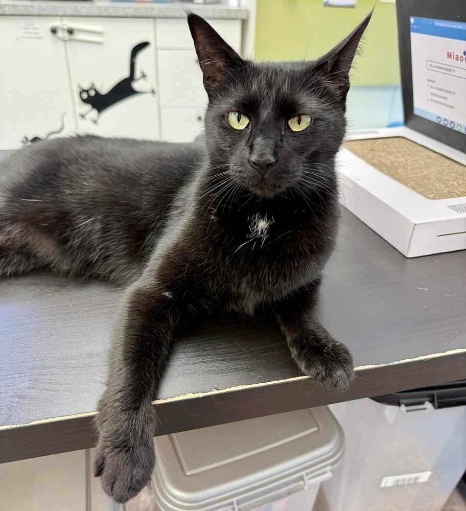 Enlarge Tilly, a Adoptable mixed breed in Milltown, NJ image 5/5