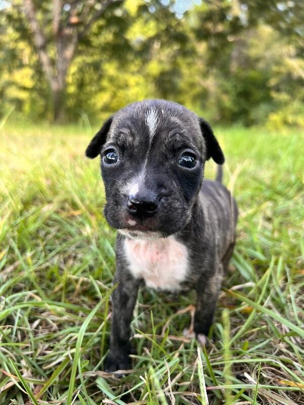 Enlarge Beans, a Adoptable mixed breed in Thomasville, AL image 1/1