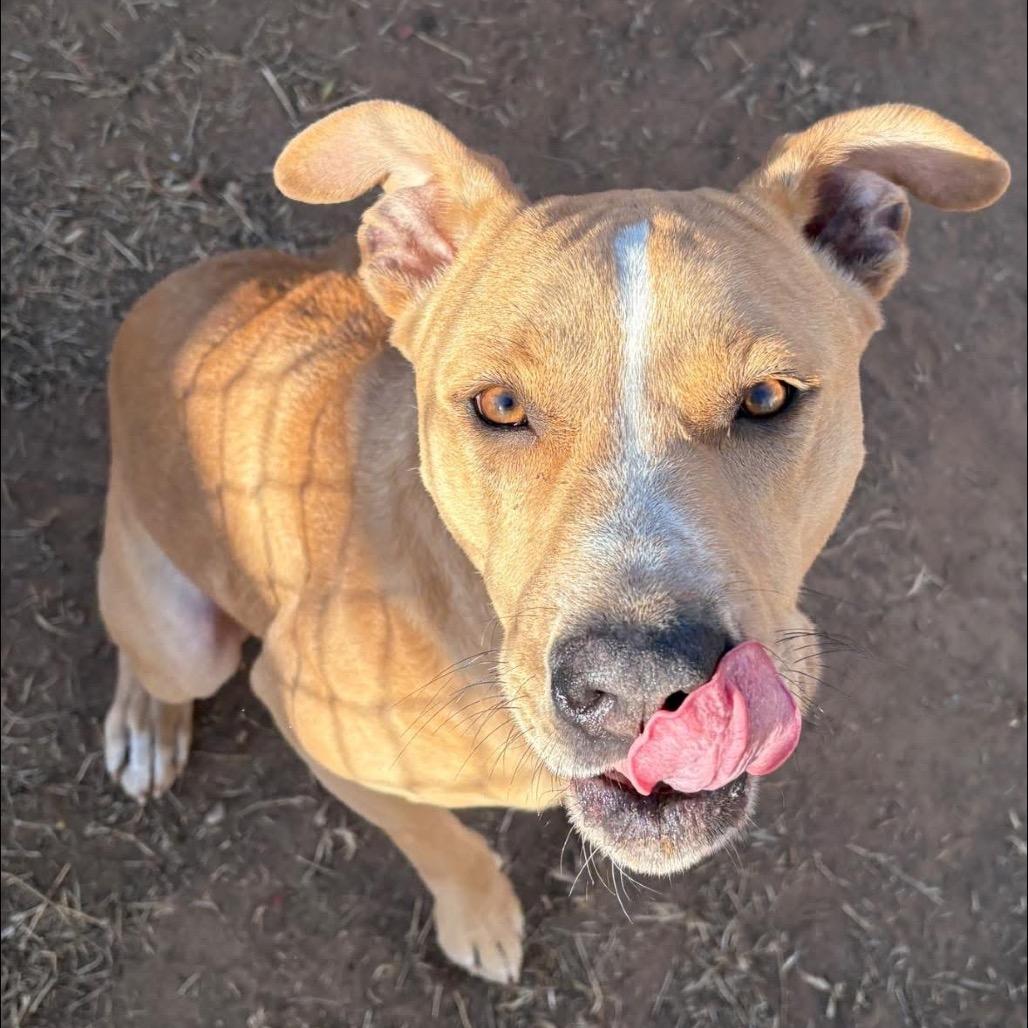 Flash, Adoptable, Adult Male Yellow Labrador Retriever & Shepherd.