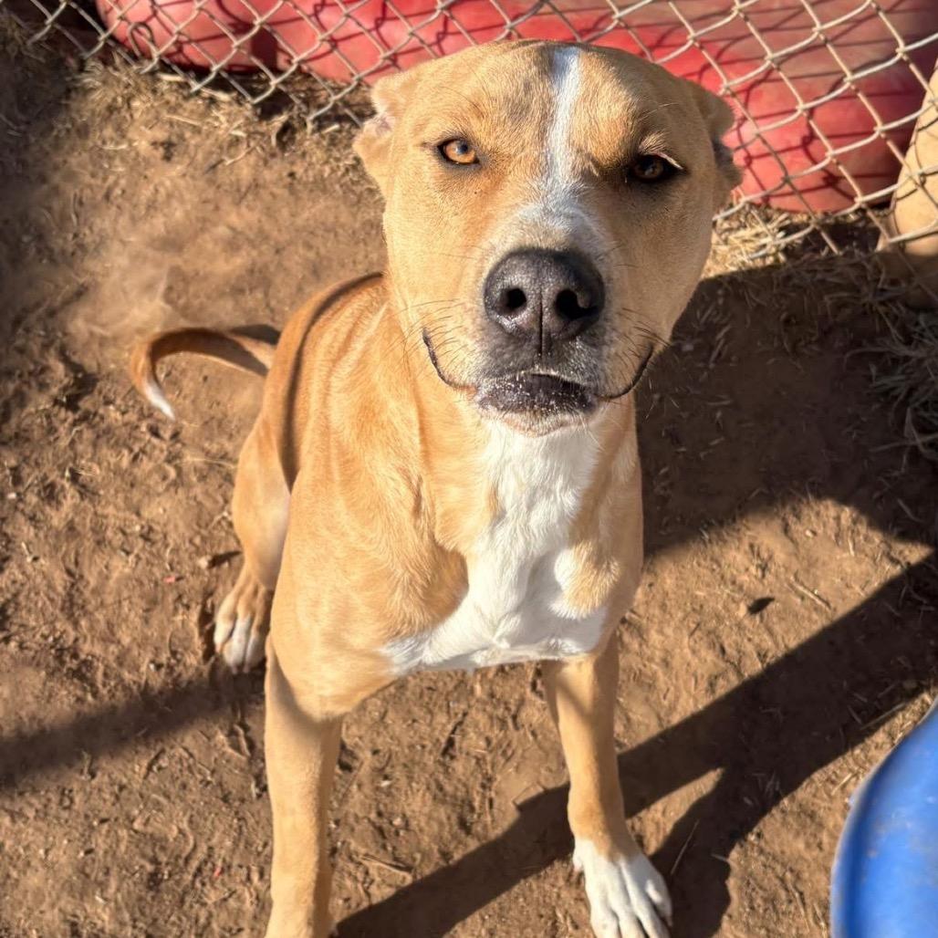 Flash, a Adoptable mixed breed in Sand Springs, OK image 2/6