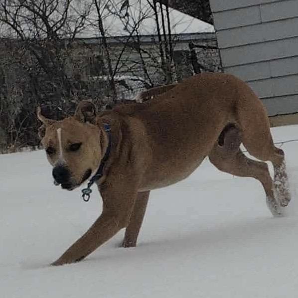 Flash, a Adoptable mixed breed in Sand Springs, OK image 3/6