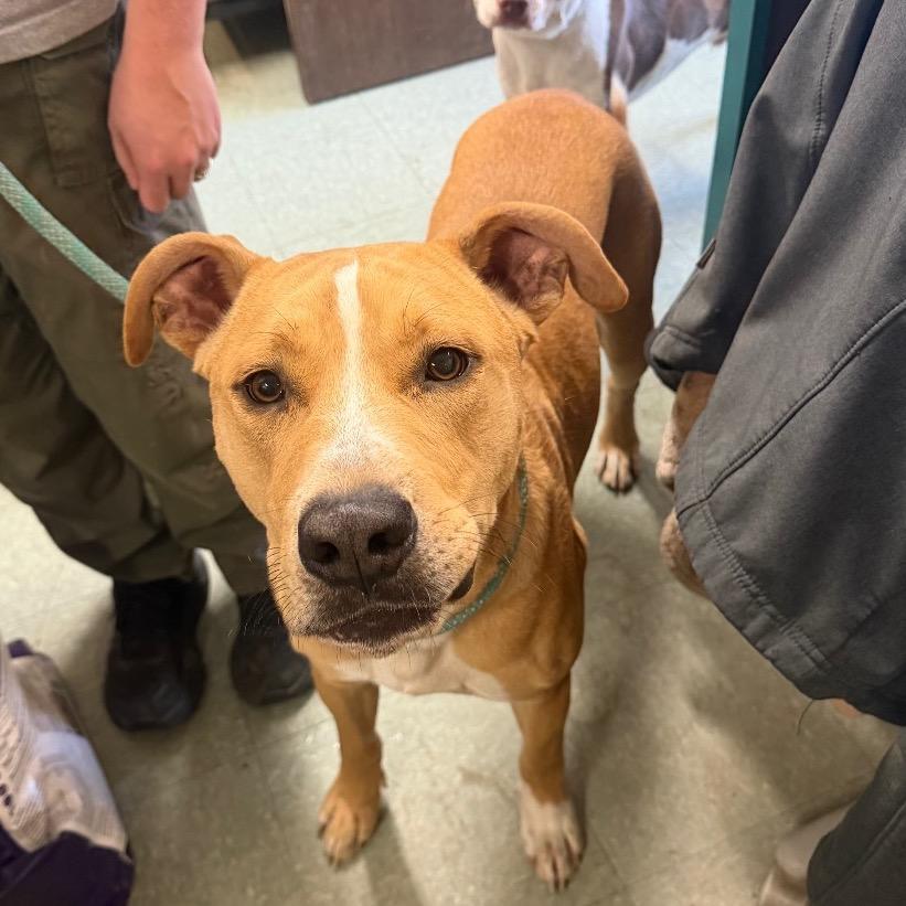 Flash, a Adoptable mixed breed in Sand Springs, OK image 4/6