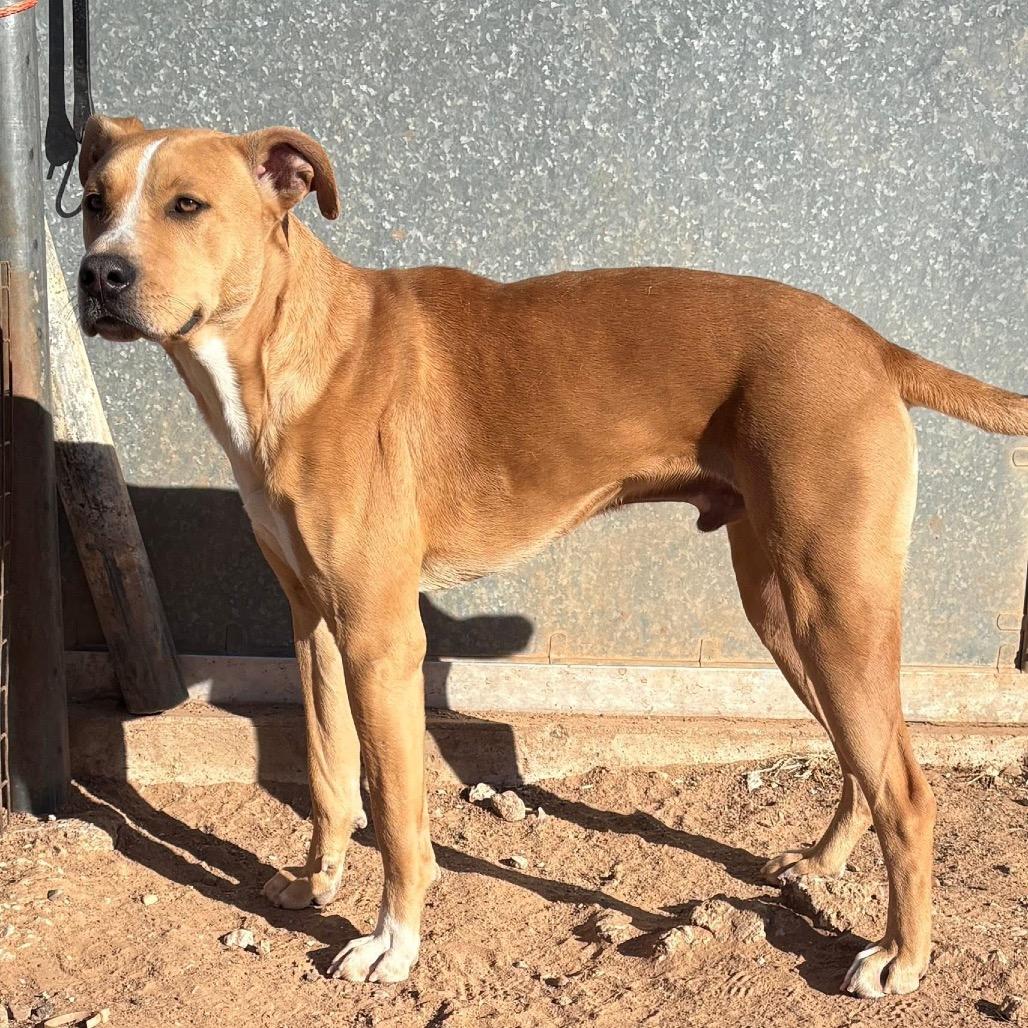 Flash, a Adoptable mixed breed in Sand Springs, OK image 5/6