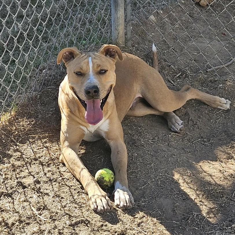 Flash, a Adoptable mixed breed in Sand Springs, OK image 6/6