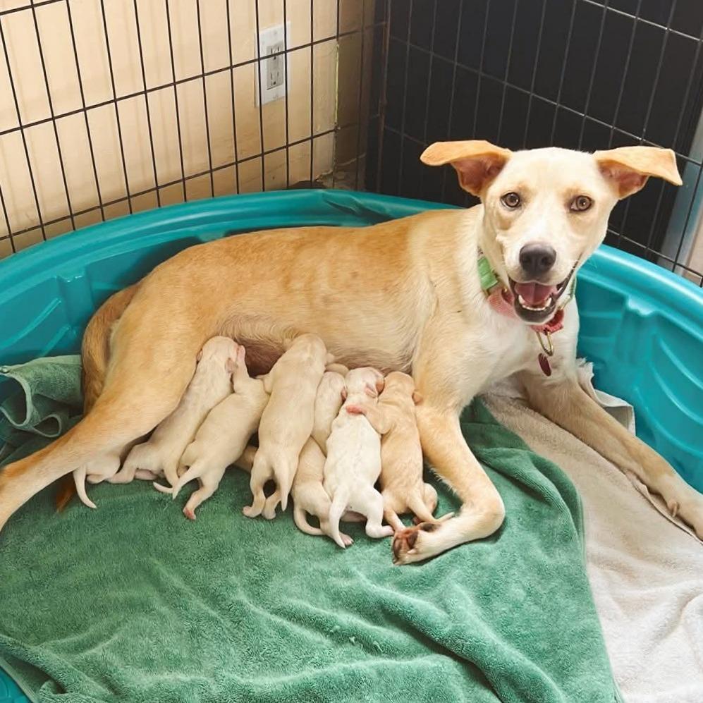 Mama Mochi, a Adoptable mixed breed in Volcano, HI image 1/5