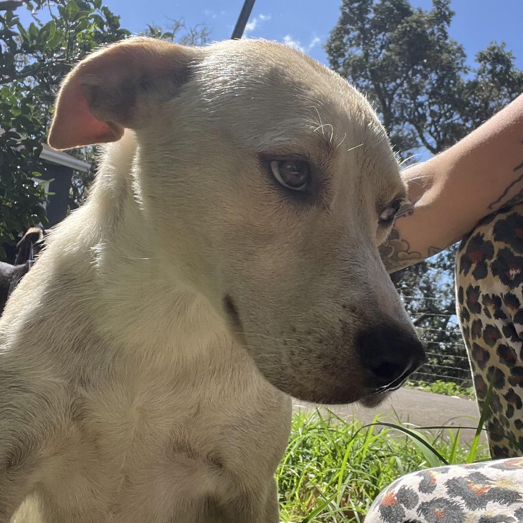 Mama Mochi, a Adoptable mixed breed in Volcano, HI image 2/5