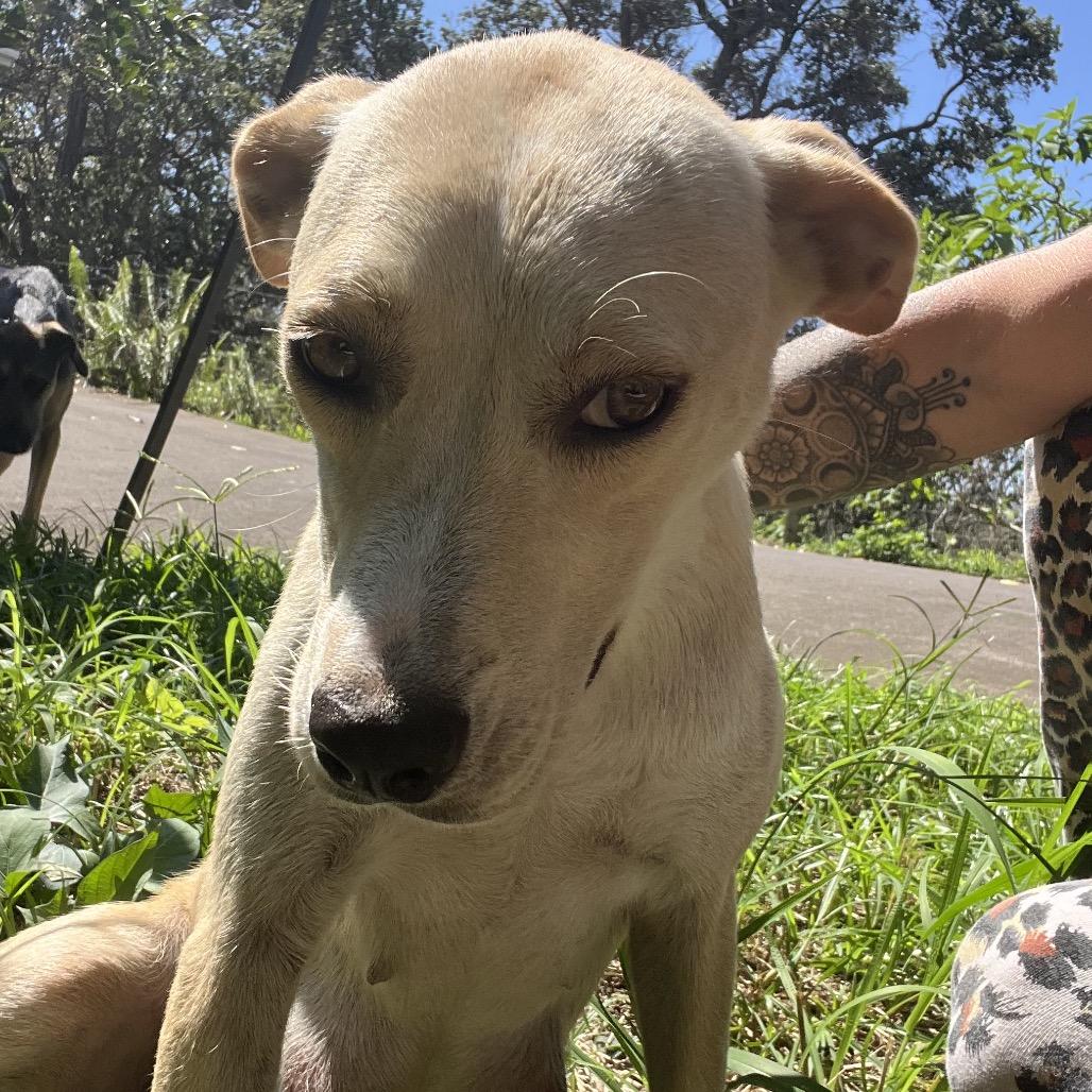 Mama Mochi, a Adoptable mixed breed in Volcano, HI image 3/5