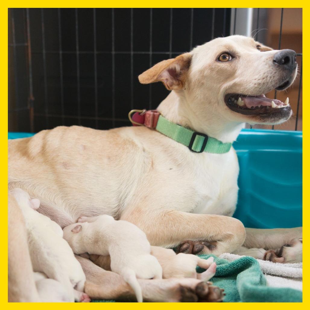 Mama Mochi, a Adoptable mixed breed in Volcano, HI image 4/5