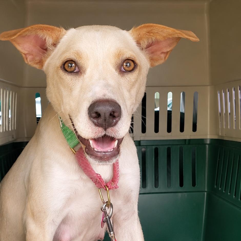 Mama Mochi, a Adoptable mixed breed in Volcano, HI image 5/5