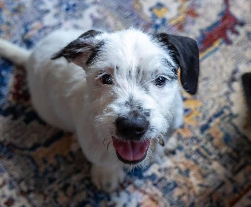 Gabrielle, ADOPTABLE, Puppy Female Basset Hound & Schnauzer.