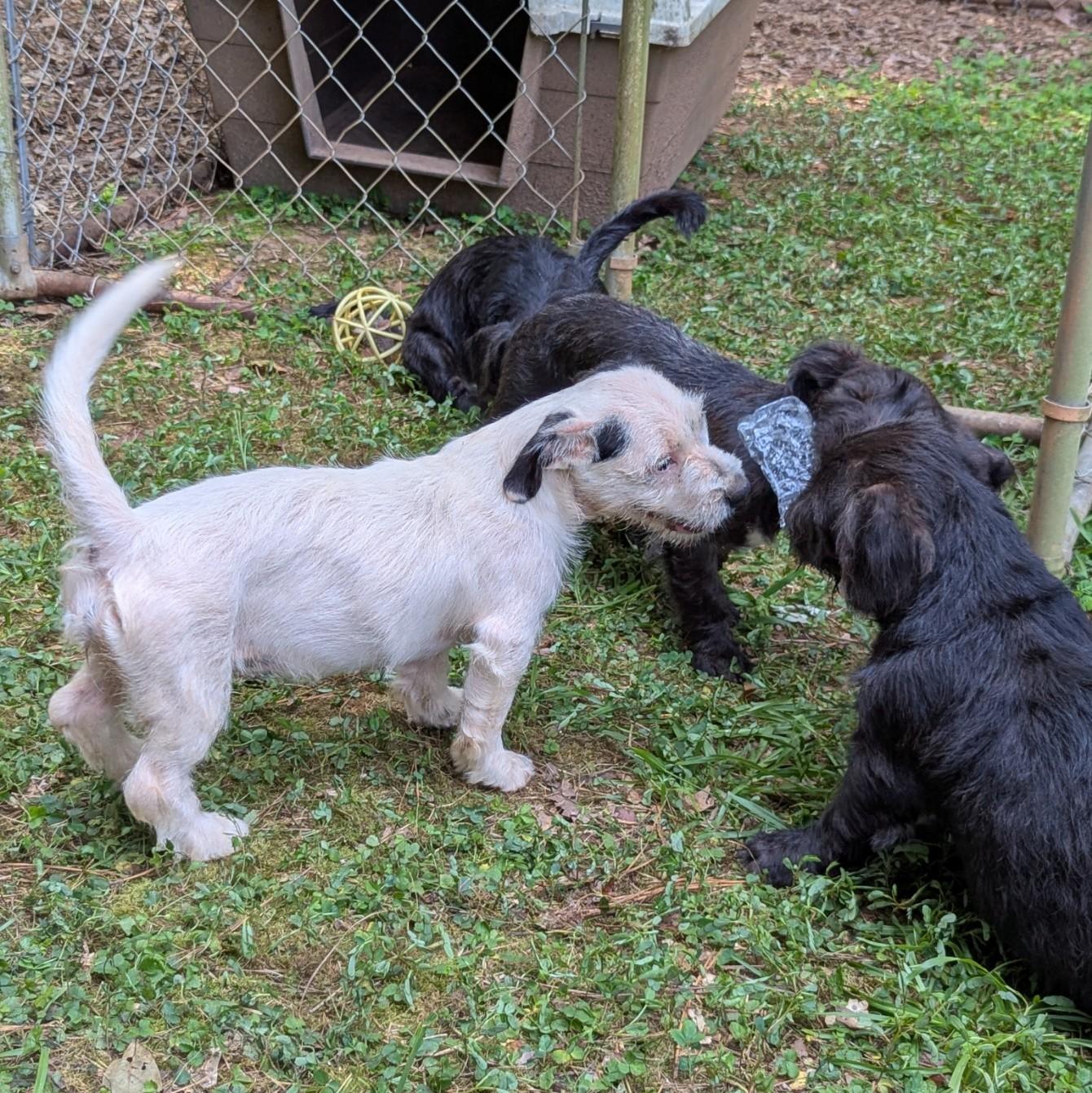 Gabrielle, a ADOPTABLE mixed breed in Milner, GA image 3/4