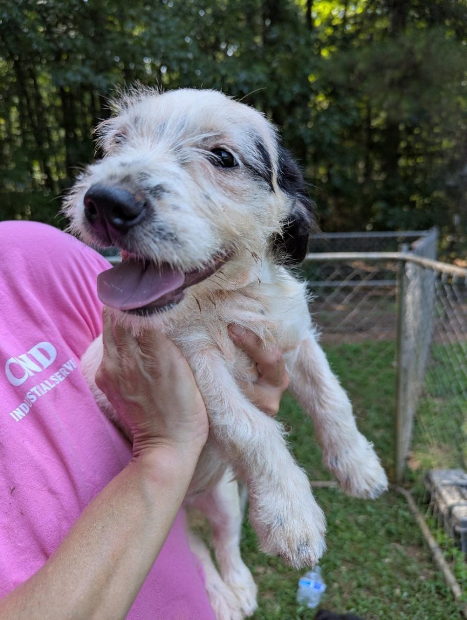 Gabrielle, a ADOPTABLE mixed breed in Milner, GA image 2/4