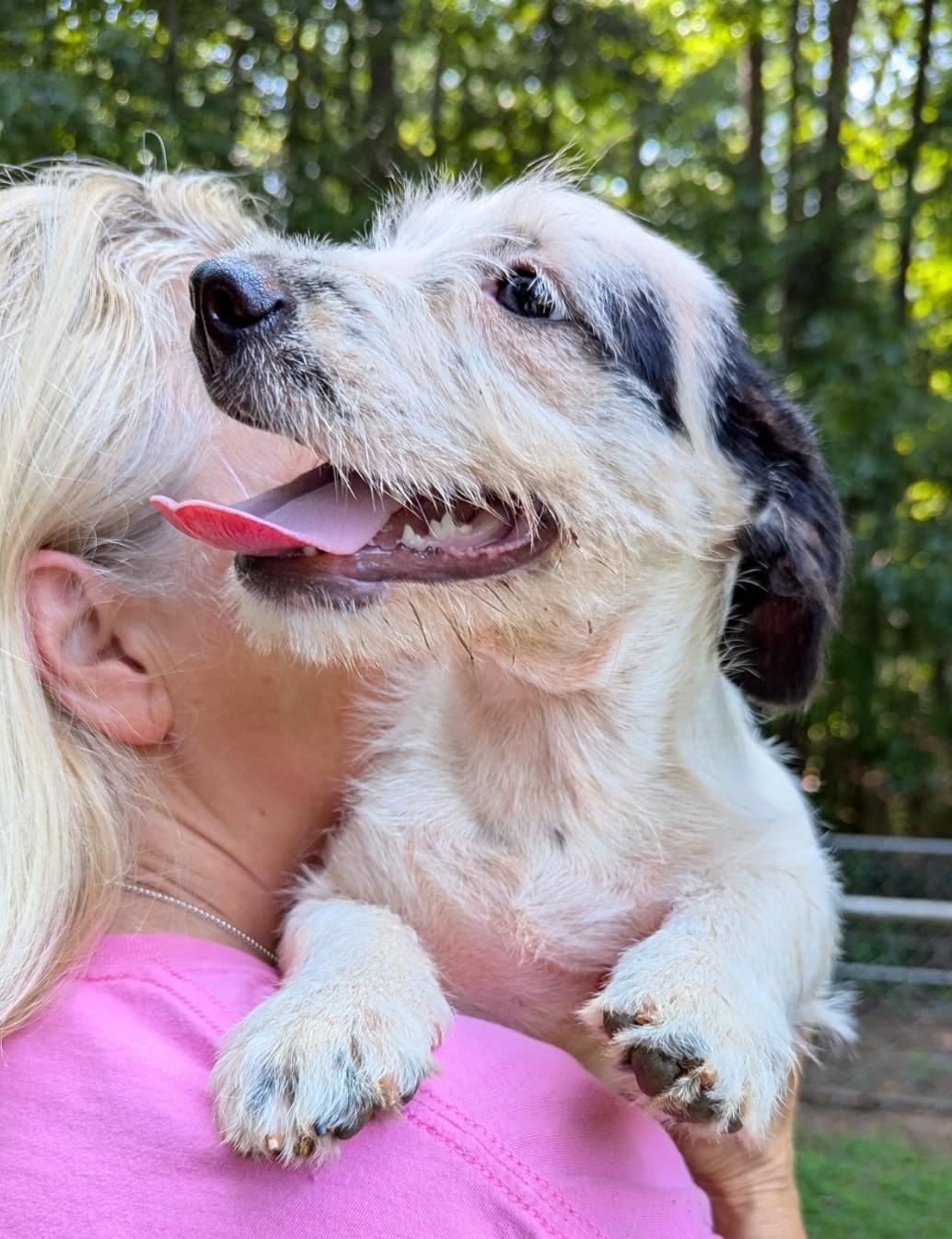 Gabrielle, a ADOPTABLE mixed breed in Milner, GA image 4/4
