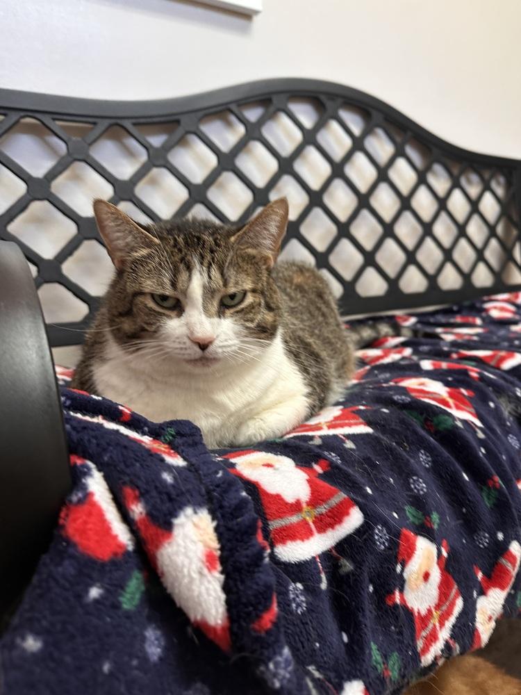 Milly, Adoptable, Adult Female Domestic Short Hair.