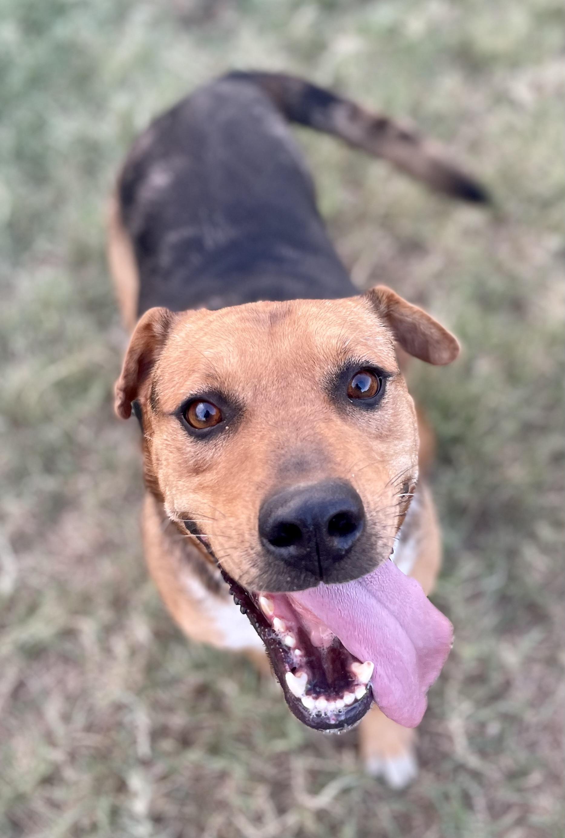 Hannah, a Adoptable mixed breed in Aquilla, TX image 1/2