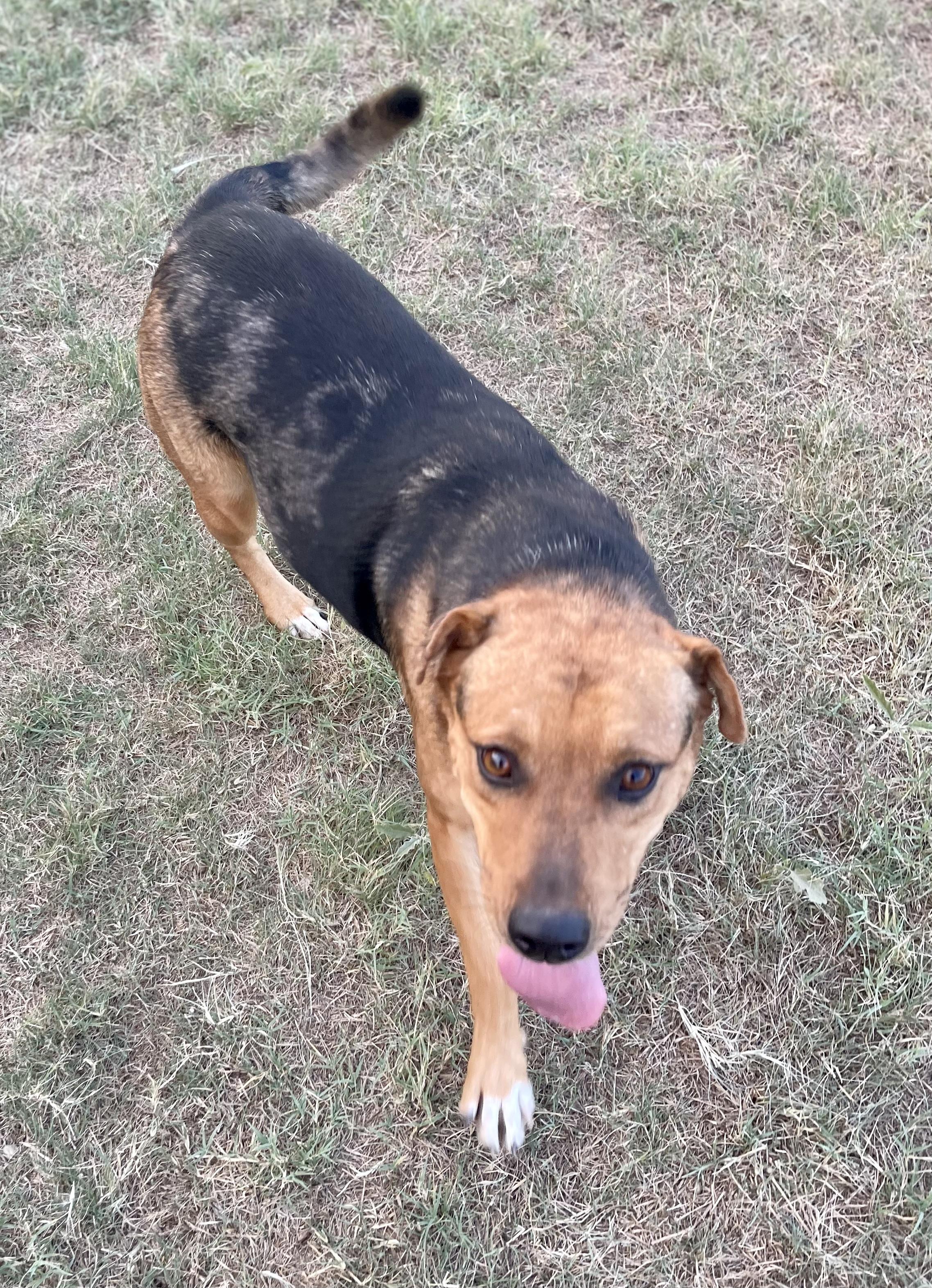 Hannah, a Adoptable mixed breed in Aquilla, TX image 2/2