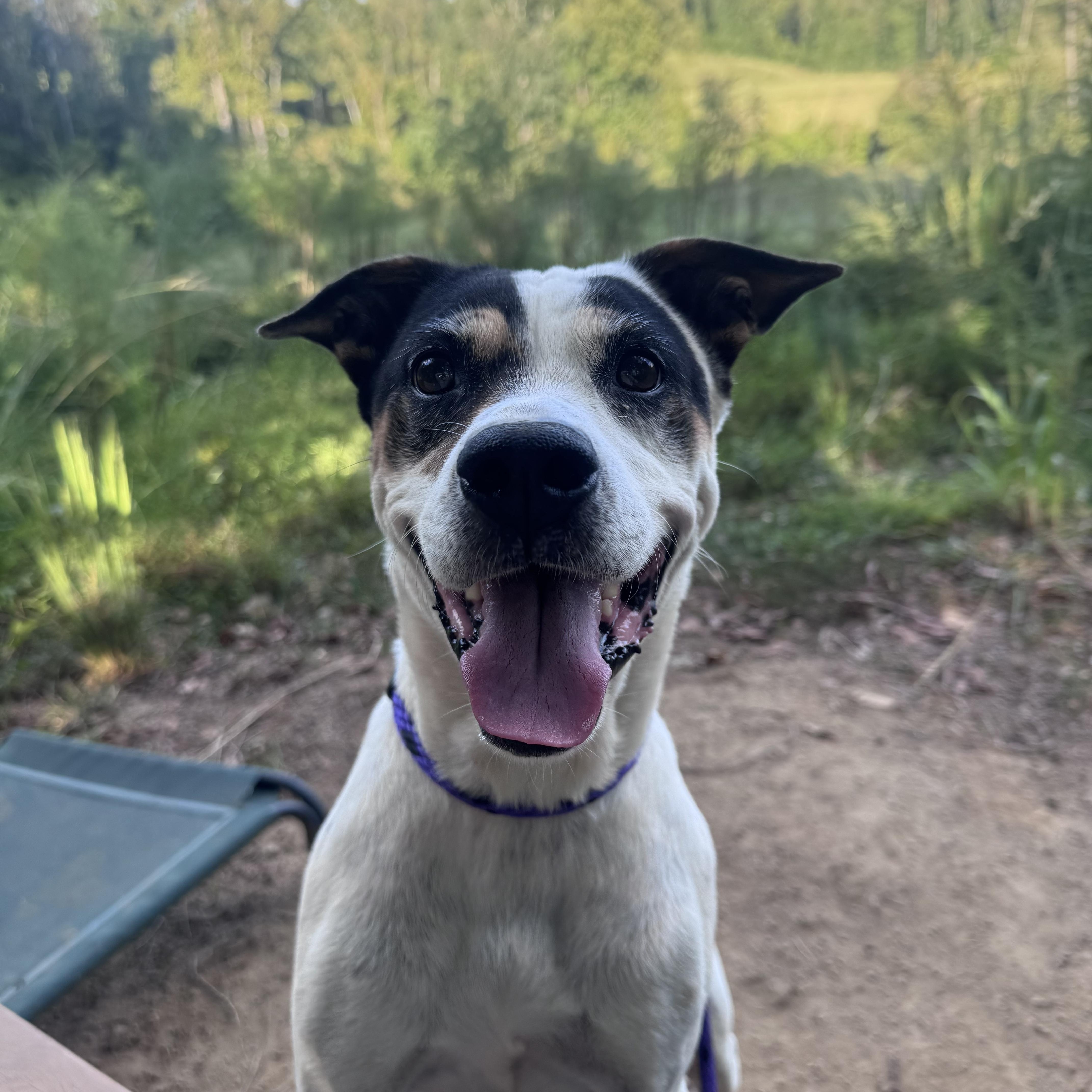 Enlarge Effie, a Adoptable Mixed Breed in Charlotte, NC image 1/5