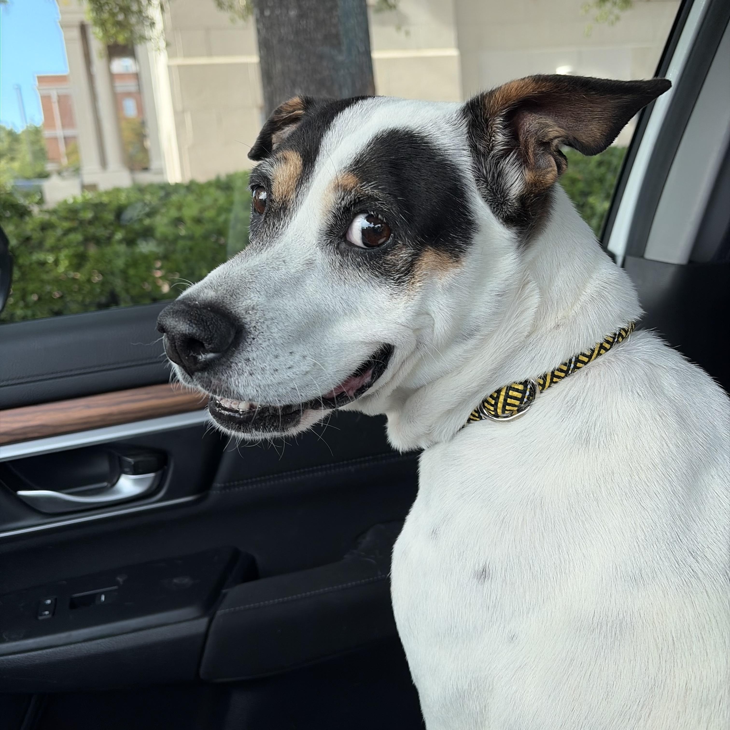 Enlarge Effie, a Adoptable Mixed Breed in Charlotte, NC image 5/5