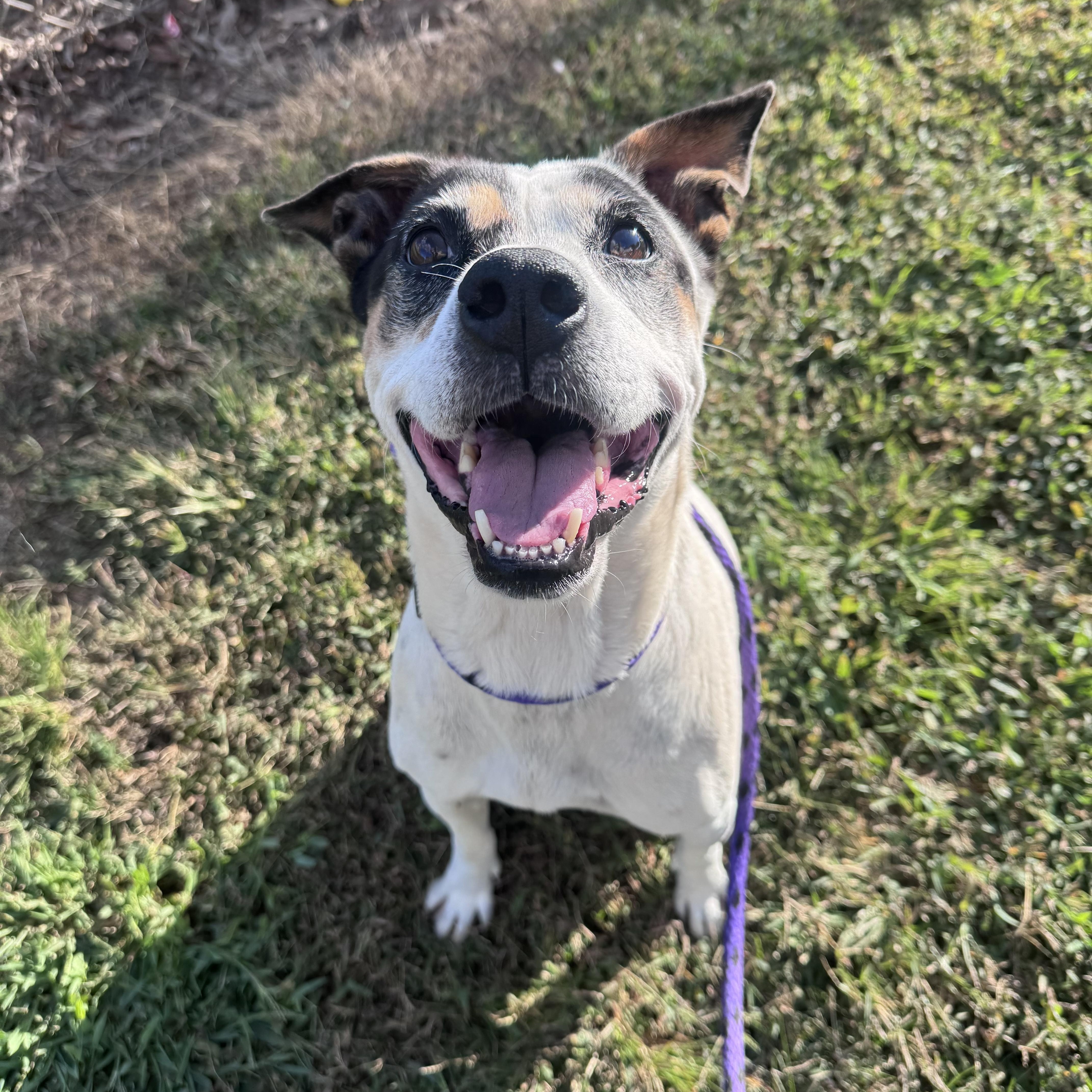 Enlarge Effie, a Adoptable Mixed Breed in Charlotte, NC image 2/5